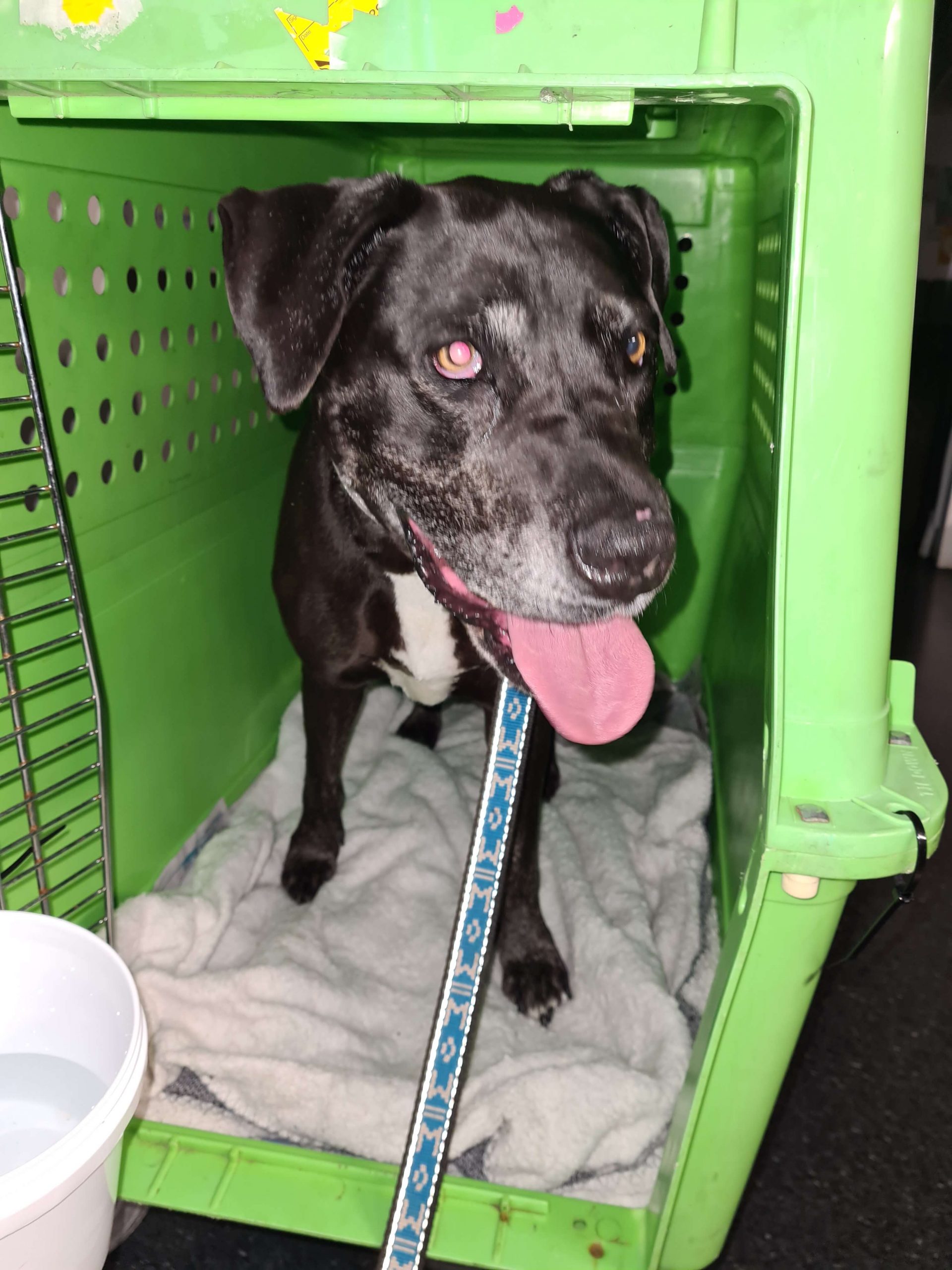 black and white dog in green crate